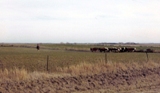 cattle herd and notable horizon Ad